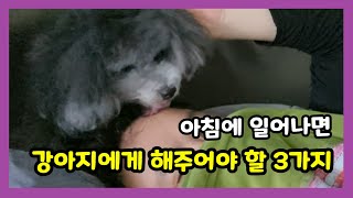 견주라면 아침에 일어나 강아지에게 해 주어야 할 3가지【강아지 애정표현│강아지 사랑표현 │강아지 사랑해│강아지 행복하게 해주는법│강아지 장수비결】