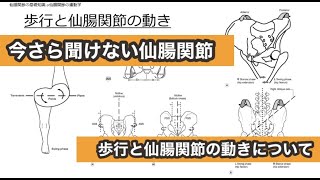 【今さら聞けない仙腸関節⑨】歩行と仙腸関節の動きについて［スキマ時間で学ぶ理学療法］