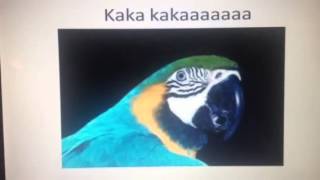 Birds go kaka kakaaaaa!