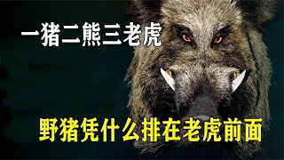 野猪到底有多强，一猪二熊三老虎，为什么野猪还排在老虎前面？