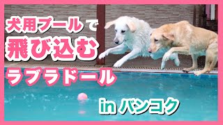 プール大好きで飛び込むラブラドール in バンコク