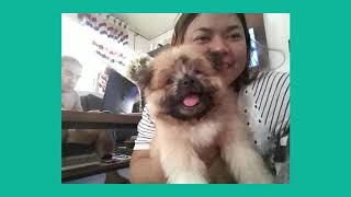 Pomeranian and shih tzu Crossbreed development