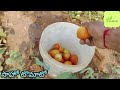 సాహో టమాటో మొదటి దిగుబడి వచ్చింది villagelife natural agriculture