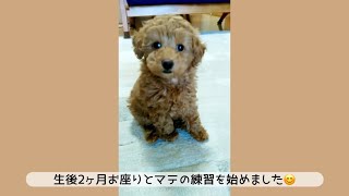 【生後2ヶ月】お座りとマテの練習を始めた頃☺︎子犬期の可愛いお座りとマテです☺️