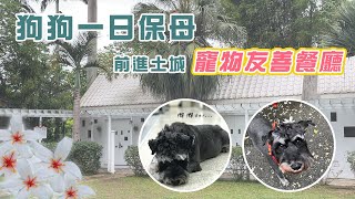 阿貴呷透透｜土城也有寵物友善餐廳？！一邊賞桐花，還有狗狗可以吃的鬆餅🥞