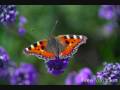 The Butterfly / Derwentwater's Farewell