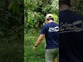 Cara pruning pohon durian bagi pemula