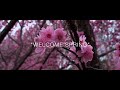 welcome spring 2018 cherry blossom rebirth by divya u0026 aby