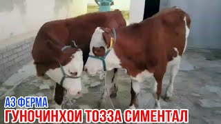 2-сар гуночини сементал