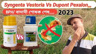 Syngenta Vestoria Vs Dupont Pexalon || BPH/ বাদামী শোষক পোকার The End.