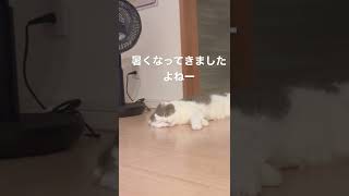 猫の暑さ対策が可愛い