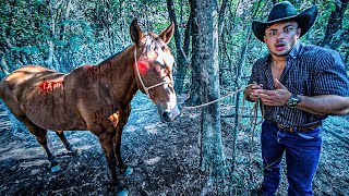 QUE DÓ😭 VOLTEI DE DIA E RESGATEI O CAVALO ABANDONADO NA FLORESTA!!