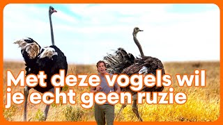 De grootste vogel ter wereld - mini college: struisvogel | Freeks Saturday Night Safari | BNNVARA