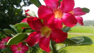 Adenium plant Protective methods in Rainy season.... അഡീനിയം ചെടികളുടെ മഴക്കാലാസംരക്ഷണം.... 💕