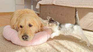 Golden Retriever Invades Tiny Kitten’s Bed and Instantly Regrets It!