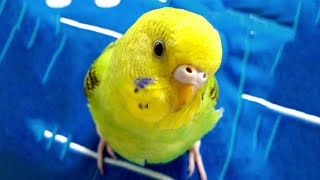 可愛い顔して闘うことが好きなセキセイインコの雛ぴっぴ