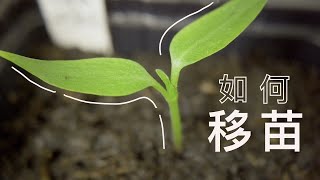 如何移苗｜辣椒苗｜万能移苗法｜适用于其它蔬菜苗