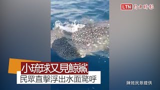 巨星降臨！小琉球再見鯨鯊浮出水面 鄉民目擊「喊話」(陳姓民眾提供)