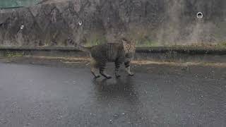 お迎えに来てたイケメンチビ太君❗鳴き声可愛いでしょ‼️腰高く上げて尻尾ピ～ン❗沢山食べて台風🌀凌いでて下さいニャ～❤️