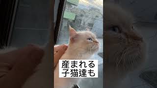 出産5日前の動画です。#サイベリアン #サイベリアン子猫 #子猫 #猫