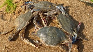 [Collection] More than ten miles after the sea ebbs, Niu Niu came to the beach and found hundreds o