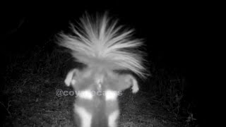 Spotted Skunk Handstands Camera