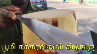 Bhoomi Sakkaravalli Kilangu | இந்த கிழங்கு வளர 20 வருடம் ஆகுமாம் - பூமி சர்க்கரை வள்ளிக்கிழங்கு