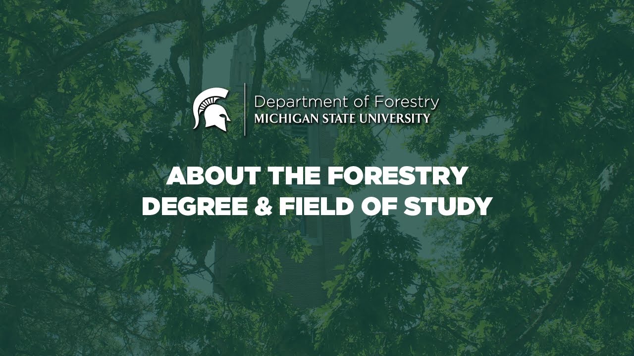 About The Forestry Degree And Field Of Study - YouTube