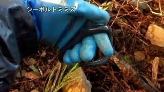 木頭村（KITO）の軟体動物たち（抜粋）