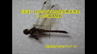 （ほぼ）100均で作れる昆虫標本教室 トンボ編体験版