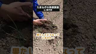 意外とたまねぎの地下部は…in 訓子府 #shorts #北海道 #農業 #たまねぎ