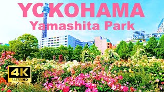 【4K🇯🇵】Walking through the beautifully blooming rose garden in Yamashita Park