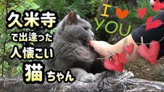 【Vlog】奈良久米寺で出逢った人懐こい猫ちゃんが可愛すぎた❤️ 在奈良久米寺遇到的貓太可愛了💕A cute cat I met at Kumeji Temple in Nara