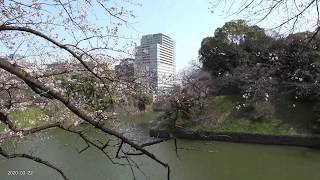 【4K】風に揺れる千鳥ヶ淵の桜（2020年3月22日）