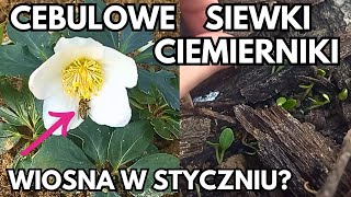 Wychodzą cebulowe | siewki | prace w ogrodzie