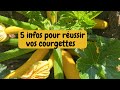 5 infos pour réussir vos courgettes et courges