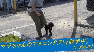 【八尾本店】サラちゃんの散歩中アイコンタクト210415