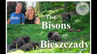 Visiting the Bison's of Bieszczady, Poland