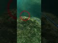 【魚突き】クエより100倍嬉しい魚が獲れました i finally caught a potato grouper spearfishing