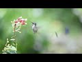 el colibrí cola de espátula de tamaño mediano y colores azul verde y cobre de cresta violeta.