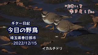 ギター日記　今日の野鳥　・　埼玉県春日部市　2022年12月15日