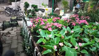 BONSAI PLANT NURSARY IN HALDWANI,  OLDEST BONSAI PLANT WITH BEST PRICE