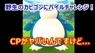 【ポケモンGO】CPがヤバいんですけど！野生のカビゴンにパイルチャレンジ！