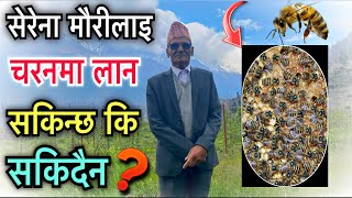 सेरेना मौरीलाइ चरनमा लान सकिन्छ कि सकिदैन || Nepal Bee Keeping