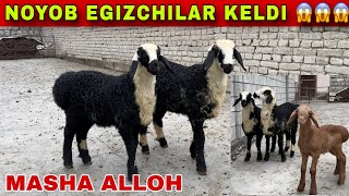 XURSHIDBEKGA NOYOB EGIZCHI SOVLIQLAR KELDI