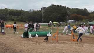 2013 10 26 兵庫オールドッグトレーナーズクラブアジリティ競技会ＡＧ2度