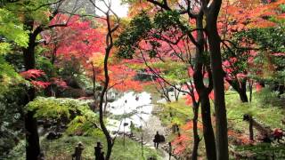 小石川後楽園の紅葉　2014.11.30.