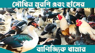 একই সাথে সৌখিন মুরগি, চিনা হাঁস, রাজহাঁস ও বেইজিং হাঁসের বাণিজ্যিক খামার | Muscovy Duck Farming