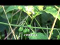 30秒の心象風景12819・花と果実～イヌホオズキ～