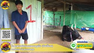 บุกค่ายเยี่ยมคอก📌สนามชนโคบ้านควนธานี 21/08/67 คู่ที่ 7 ดุกด้างอัศวินยอดชาญชัย (อ้ายขี้ยาง)